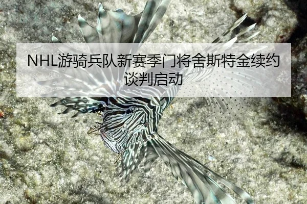 NHL游骑兵队新赛季门将舍斯特金续约谈判启动